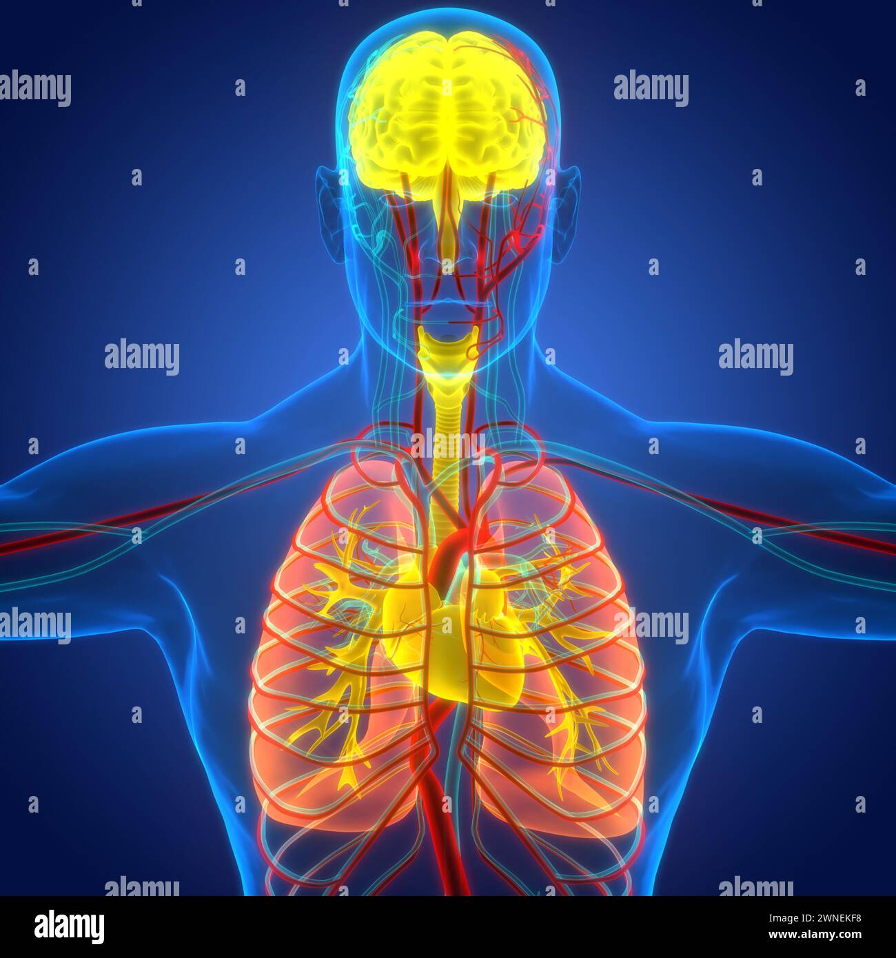 Les droits de l'anatomie des organes internes Banque D'Images