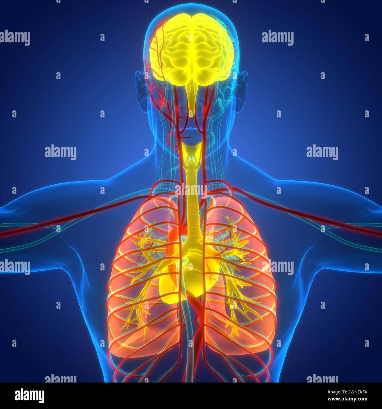 Les droits de l'anatomie des organes internes Banque D'Images