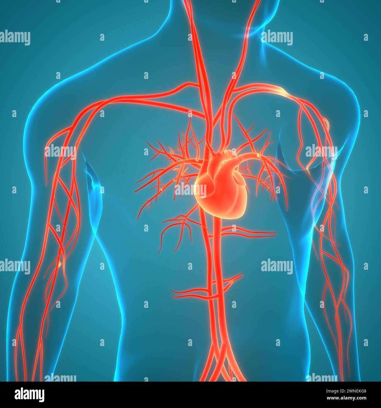 Système circulatoire de l'anatomie cardiaque Banque D'Images