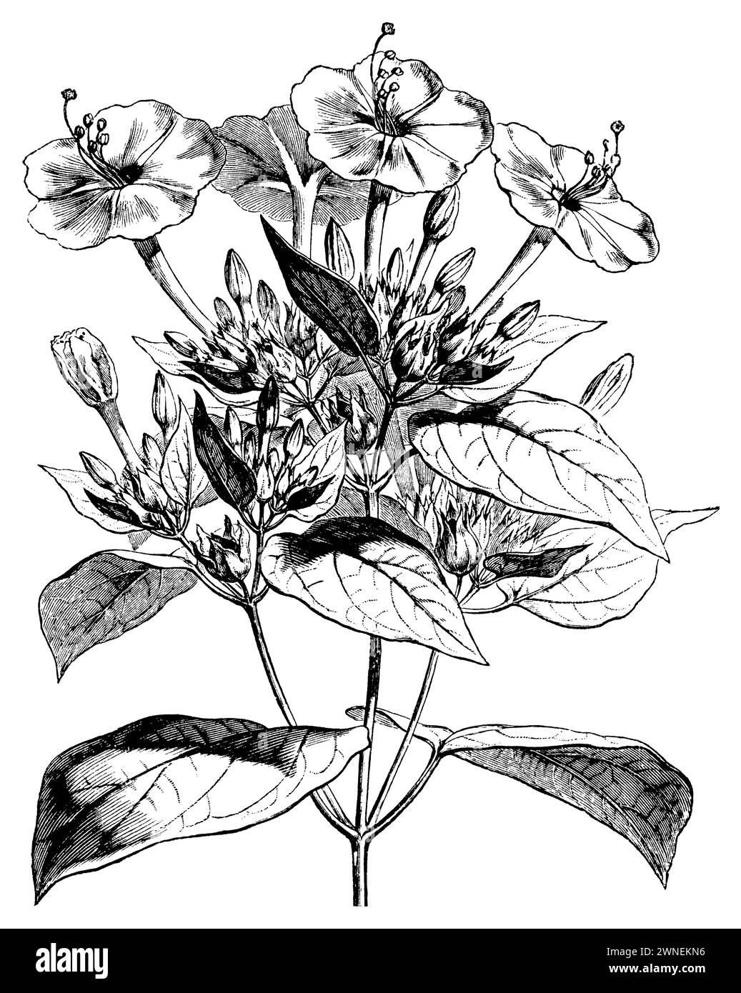 Marvel of Peru, mirabilis jalapa, (livre de botanique, 1905), Wunderblume, merveille du Pérou Banque D'Images