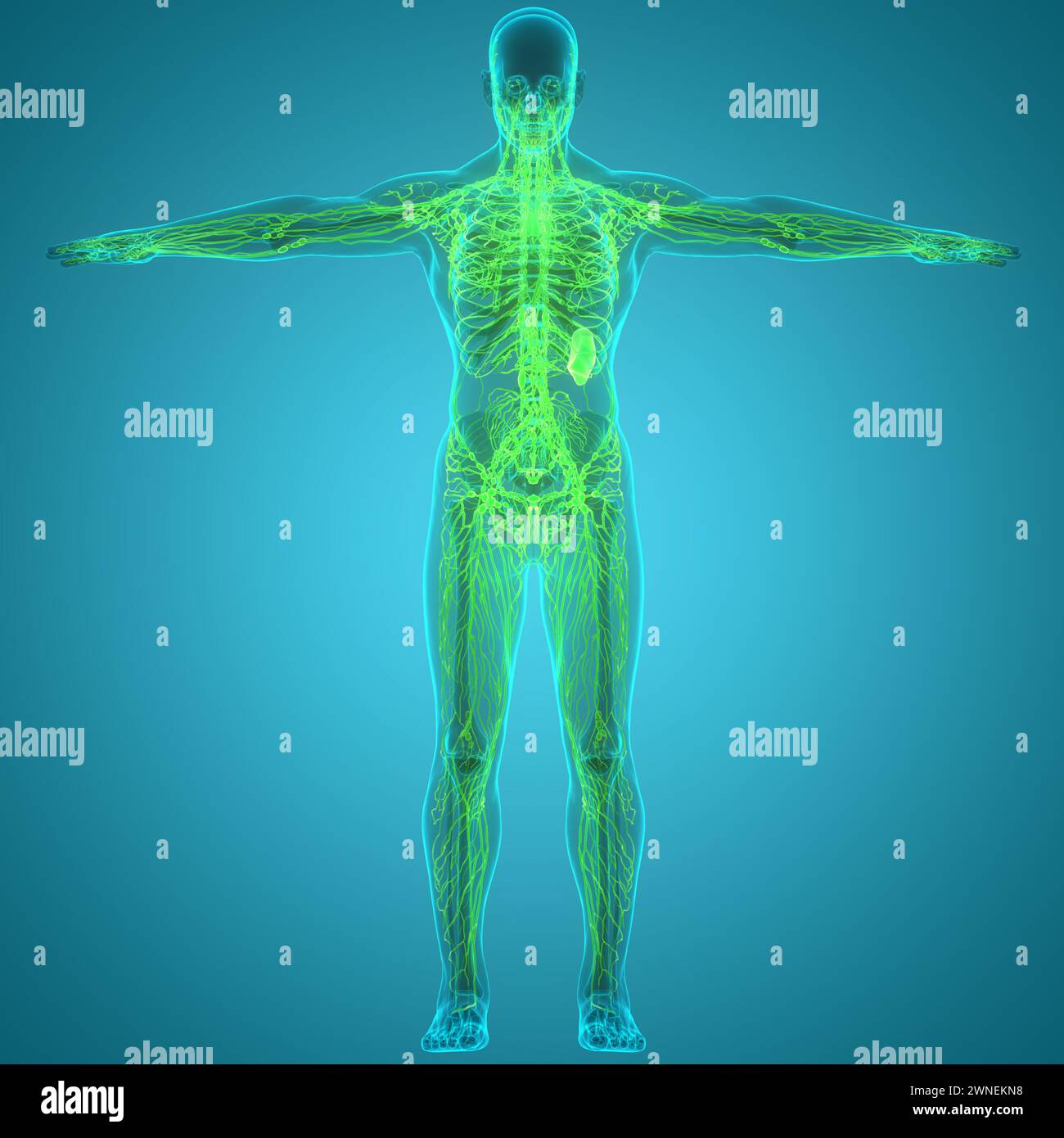 Anatomie des ganglions lymphatiques du système interne humain Banque D'Images