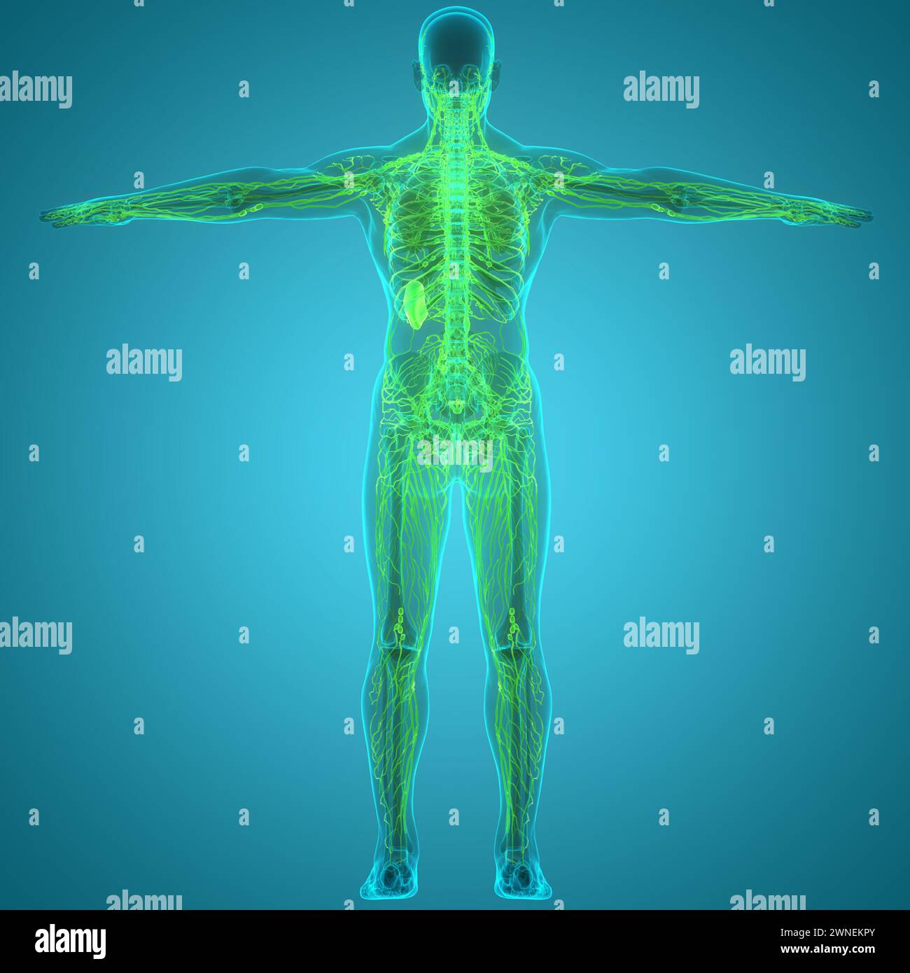 Anatomie des ganglions lymphatiques du système interne humain Banque D'Images