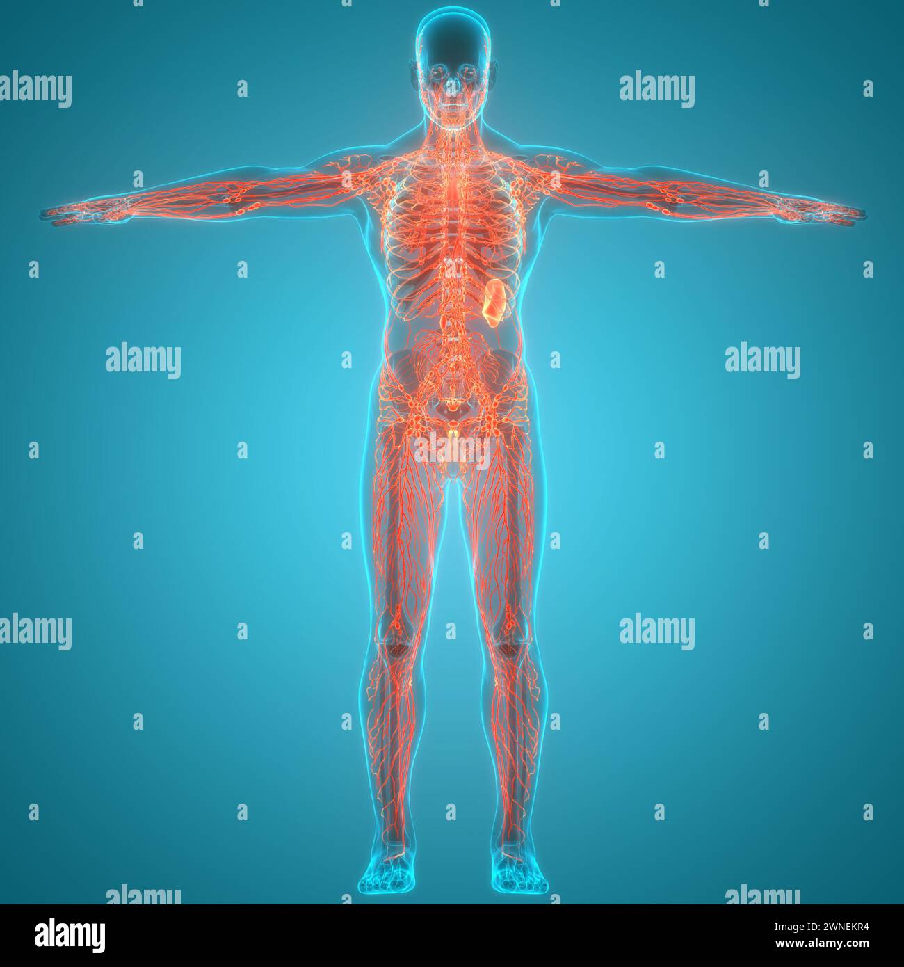 Anatomie des ganglions lymphatiques du système interne humain Banque D'Images