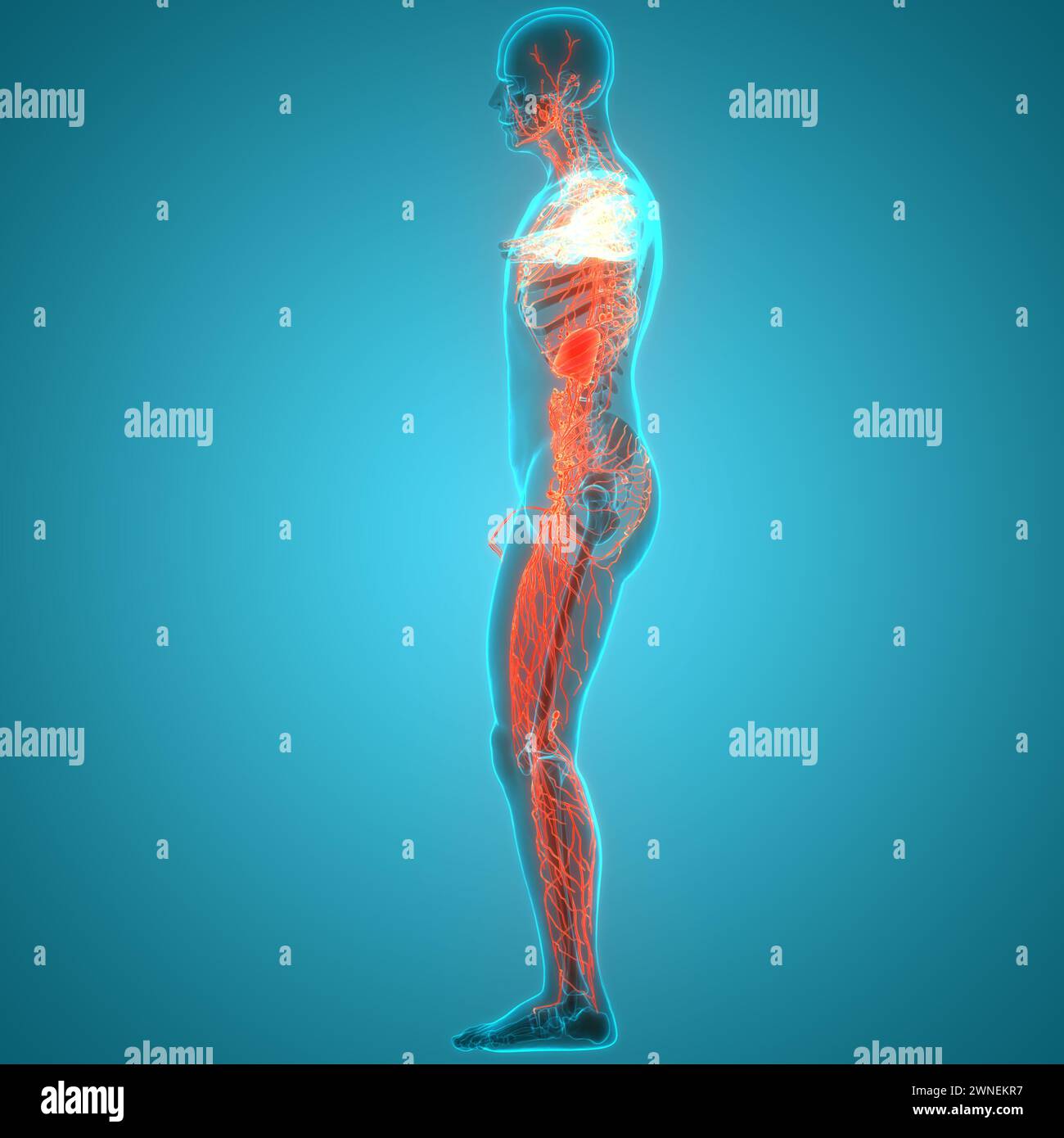 Anatomie des ganglions lymphatiques du système interne humain Banque D'Images