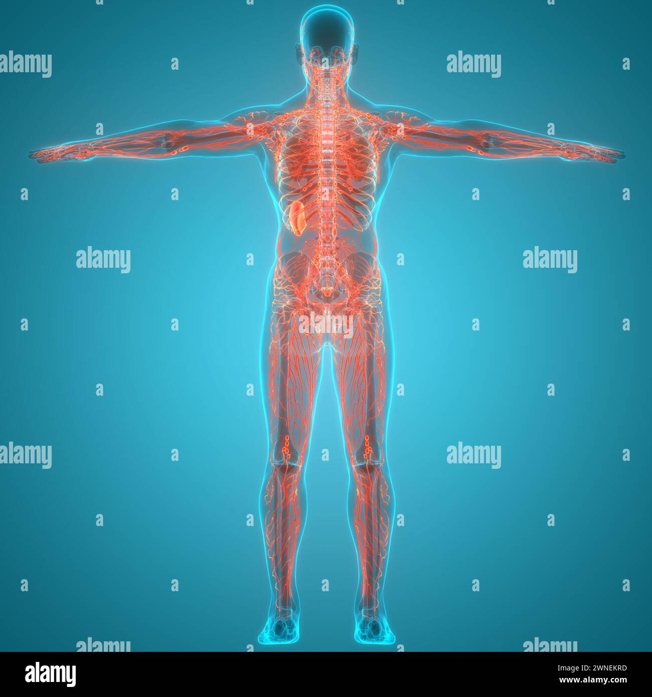 Anatomie des ganglions lymphatiques du système interne humain Banque D'Images