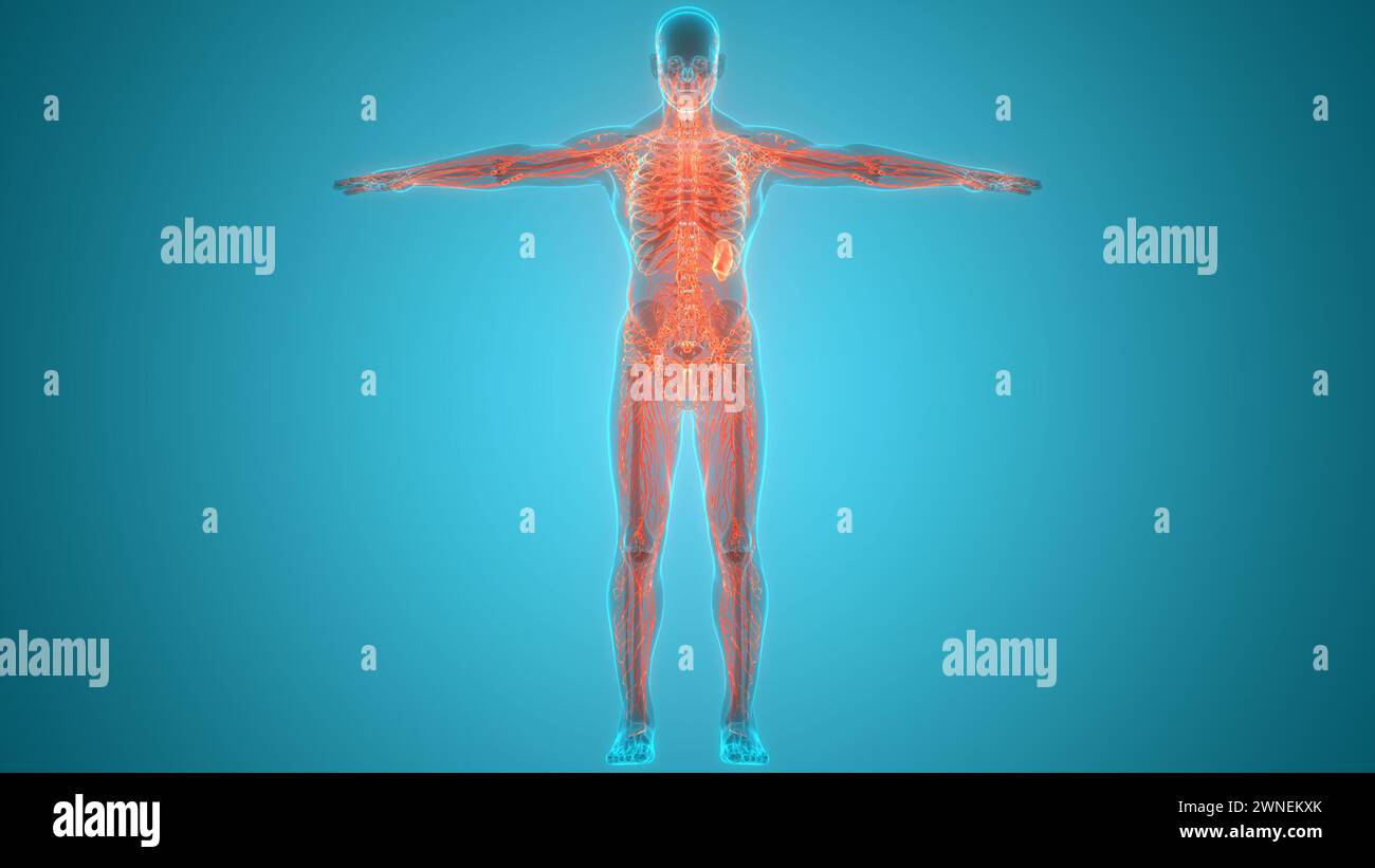 Anatomie des ganglions lymphatiques du système interne humain Banque D'Images