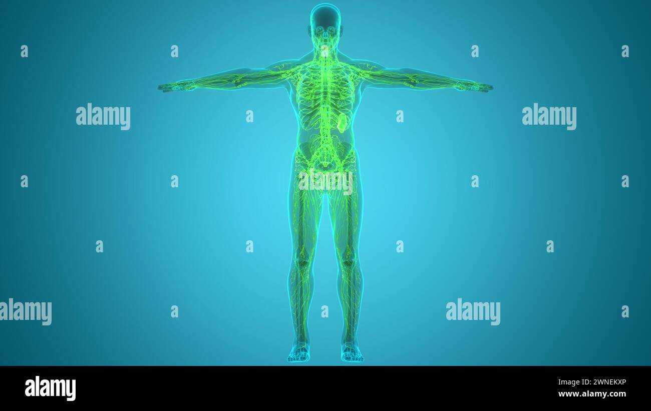 Anatomie des ganglions lymphatiques du système interne humain Banque D'Images