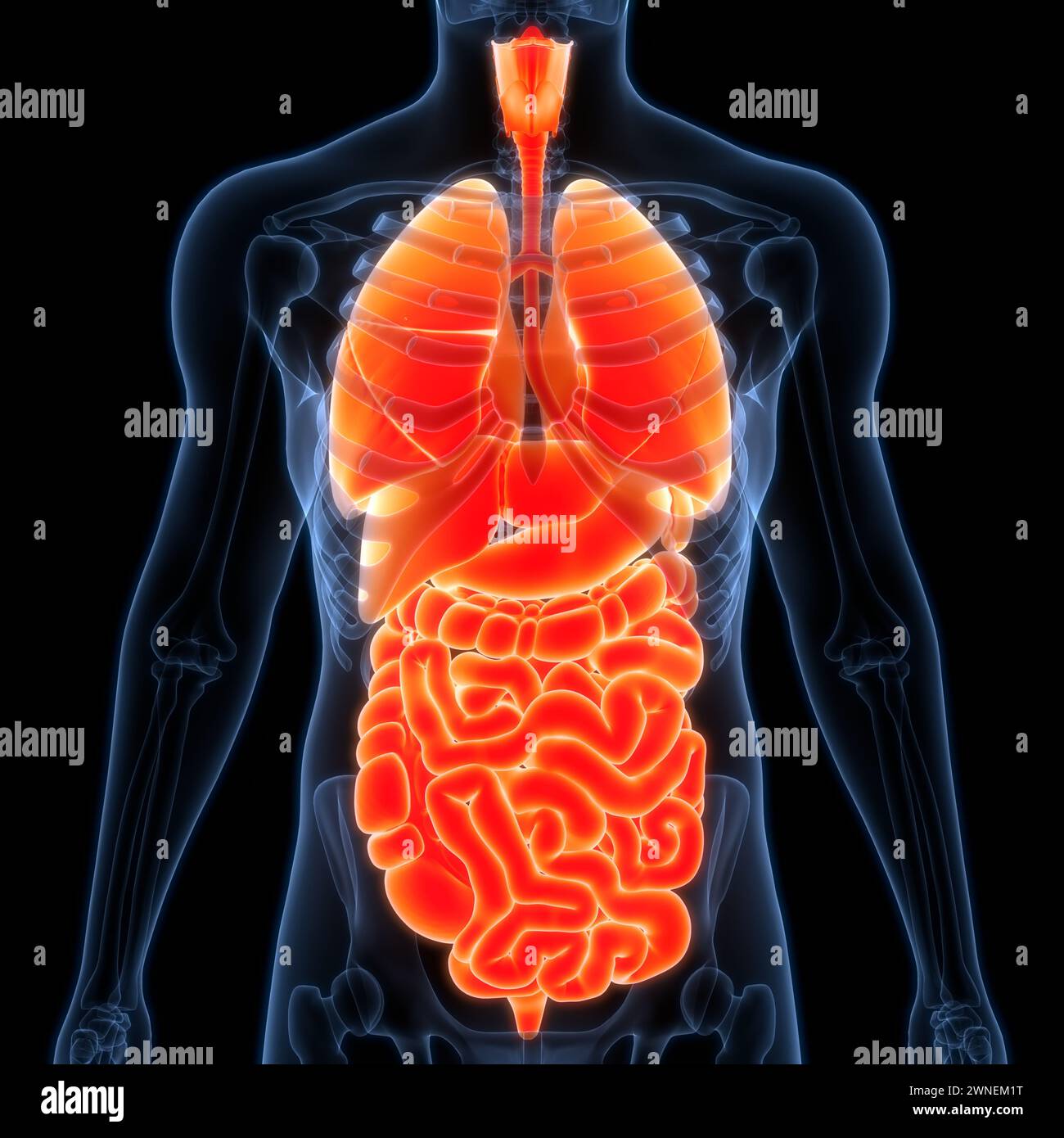 Les droits de l'anatomie des organes internes Banque D'Images