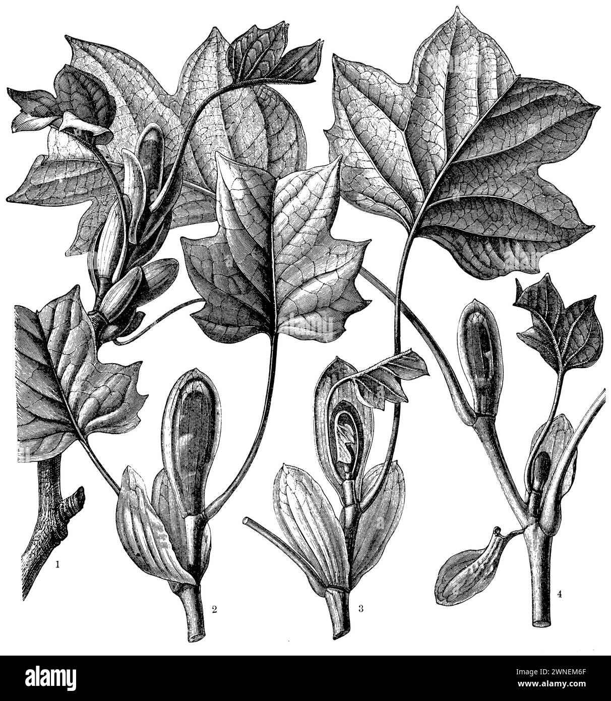 Peuplier tulipe, (1) Une branche au sommet de laquelle le déploiement vient de commencer. 2. la fin de la même branche ; le dépliage a progressé davantage. 3. les stipules en coupelle antérieure sur les bourgeons supérieurs enlevés artificiellement. - 4. Un des stipules en train de tomber, Liriodendron tulipifera, (livre de botanique, 1888), Tulpenbaum, Laubentfaltung, 1. Ein Zweig, un dessen Spitze die Entfaltung soeben begonnen chapeau. 2. DAS Ende desselben Zweiges ; die Entfaltung weiter vorgeschritten. 3. Die vorderen schalenförmigen Nebenblätter an den obersten Knospen künstlich entfernt. — 4. Eins der Nebenblätter Banque D'Images