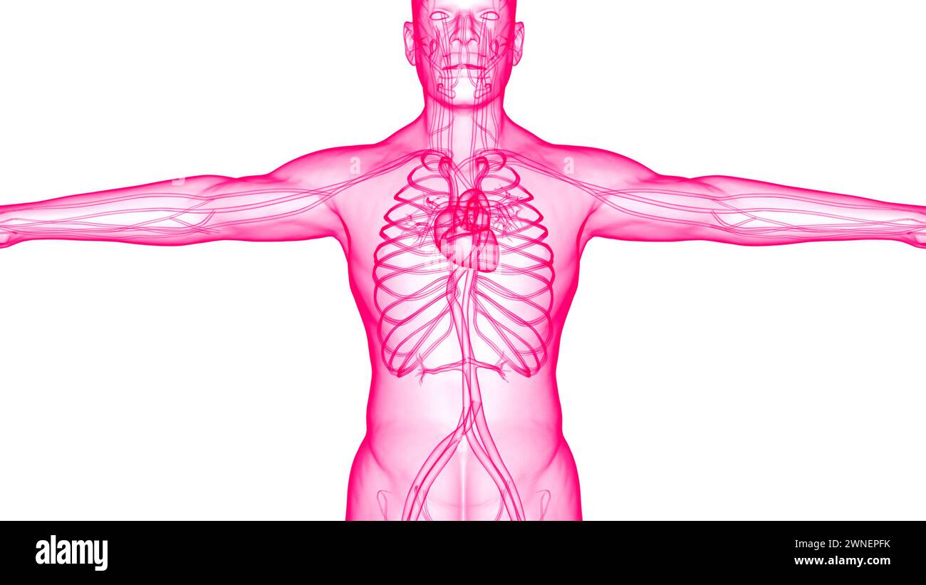 Système circulatoire de l'anatomie cardiaque Banque D'Images