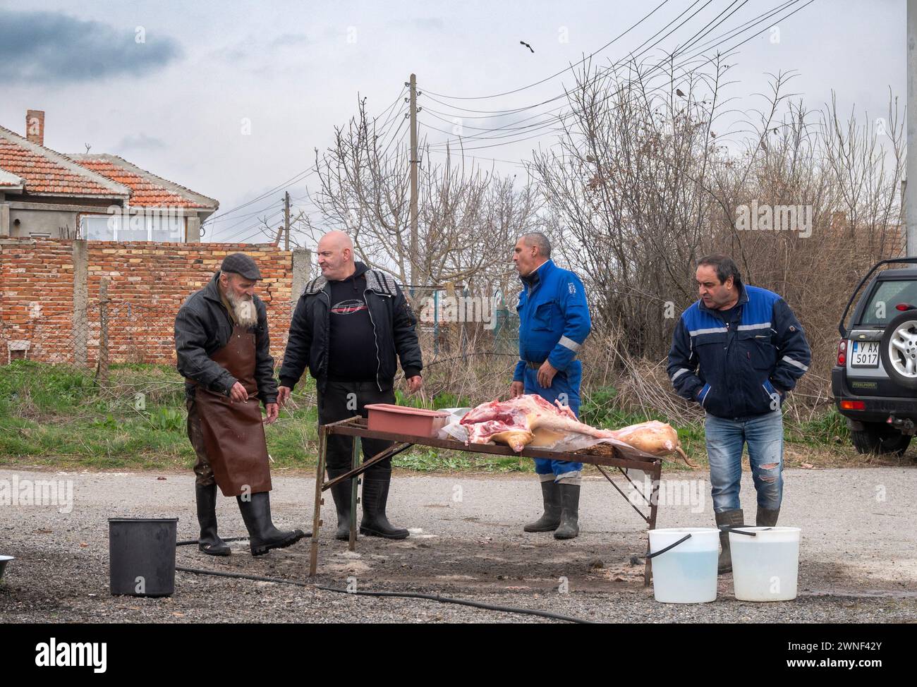 Malomirovo Bulgarie 2 mars 2024 : les Balkans, une région de l'Europe de l'est, connue pour son coût de la vie relativement élevé combiné à des emplois mal rémunérés. Une augmentation du coût de la vie a vu de nombreuses familles revenir à certaines des anciennes cultures traditionnelles de l'élevage du bétail et de l'abattage des moutons de porc pour la viande à partager entre les thèmes. Clifford Norton Alamy Live News Banque D'Images