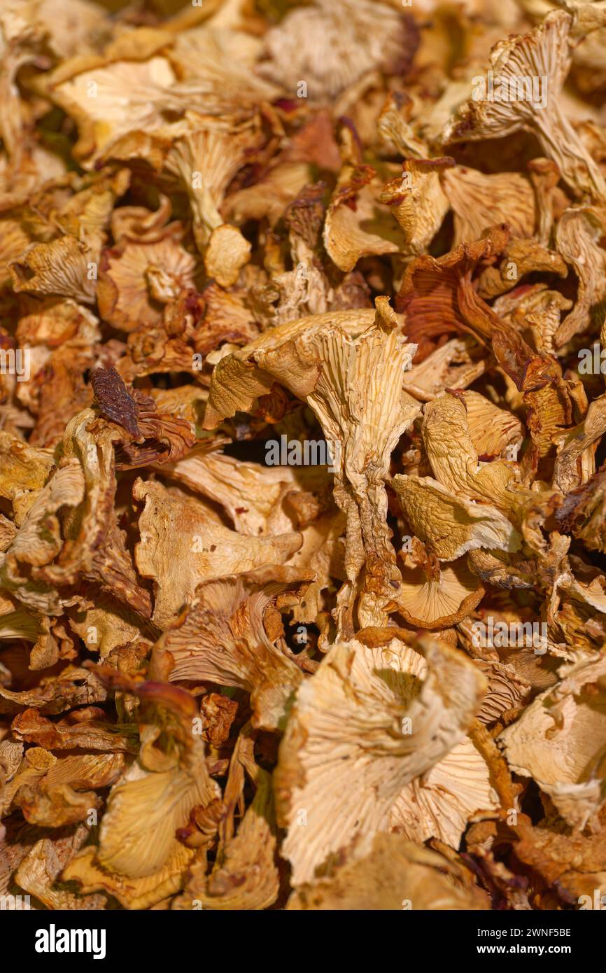 Beaucoup de champignons chanterelles tranchés séchés, gros plan, fond de nourriture abstrait Banque D'Images
