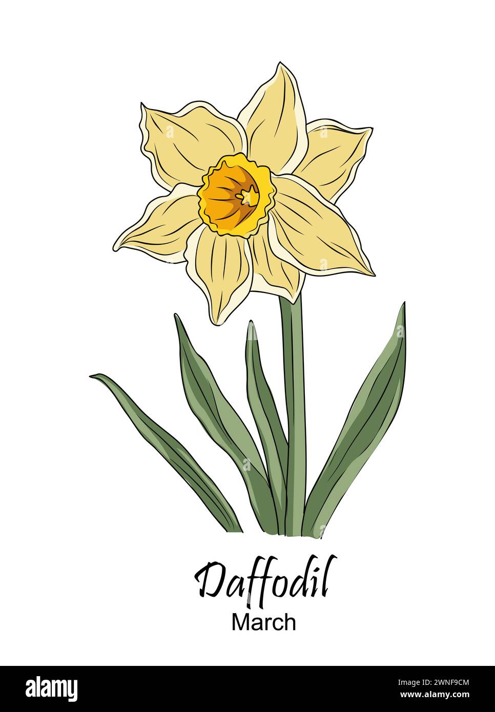 Jonquille, dessin de contour de fleur du mois de naissance de mars Illustration de Vecteur
