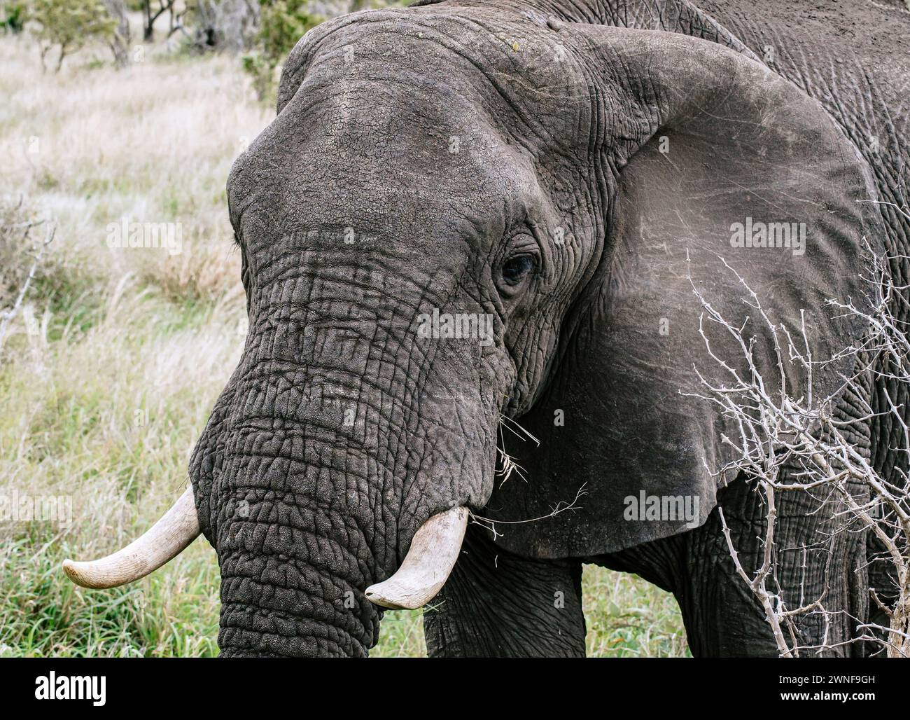 Gros plan portrait d'un éléphant d'Afrique. Safari en savane, Afrique du Sud, Parc National Kruger. Animaux habitat naturel, fond de la faune, sauvage na Banque D'Images