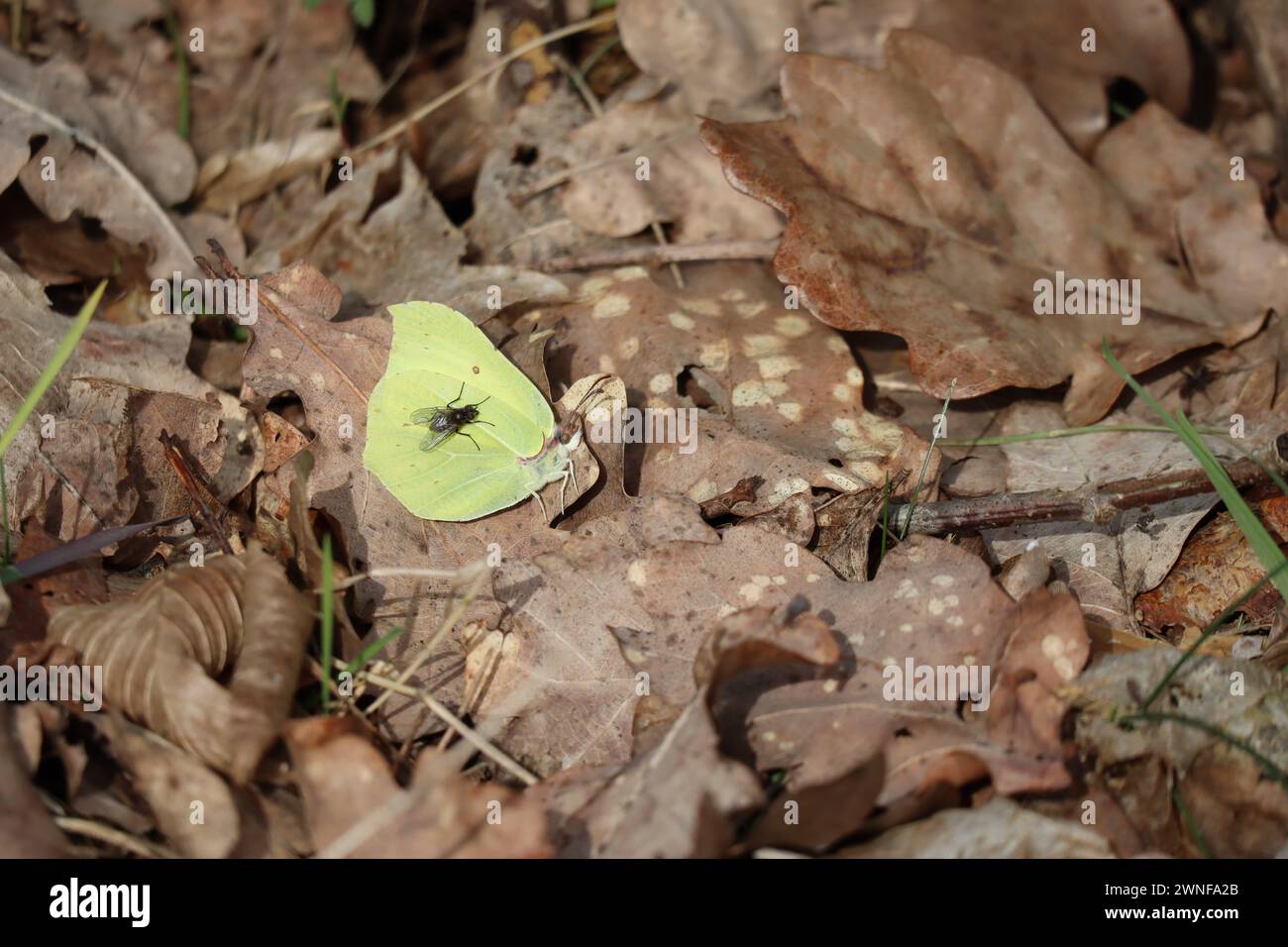 La mouche s'est assise sur le papillon Brimstone Banque D'Images