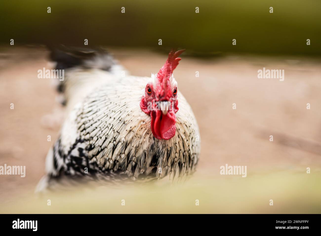 Gros plan de poule Banque D'Images