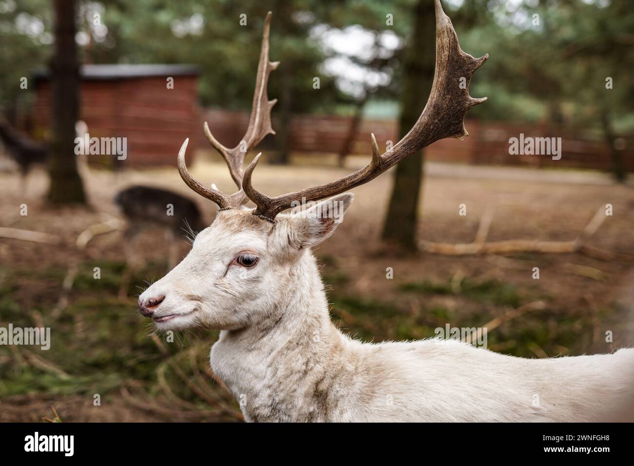 Un cerf blanc avec des bois Banque D'Images