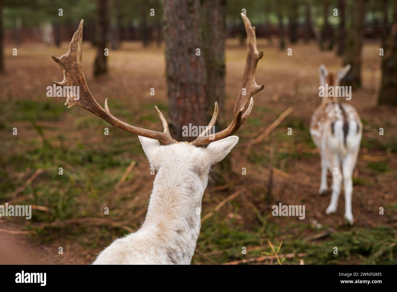 Cerf-flow blanc Banque D'Images