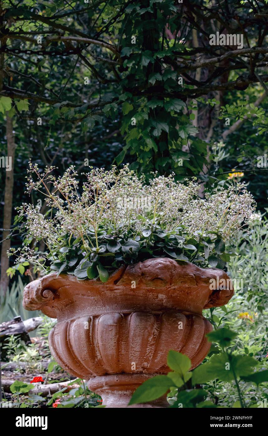 les fleurs poussent dans un grand vase en céramique à l'extérieur. Aménagement paysager, aménagement de la rue de l'hôtel, cour intérieure, jardin botanique Banque D'Images