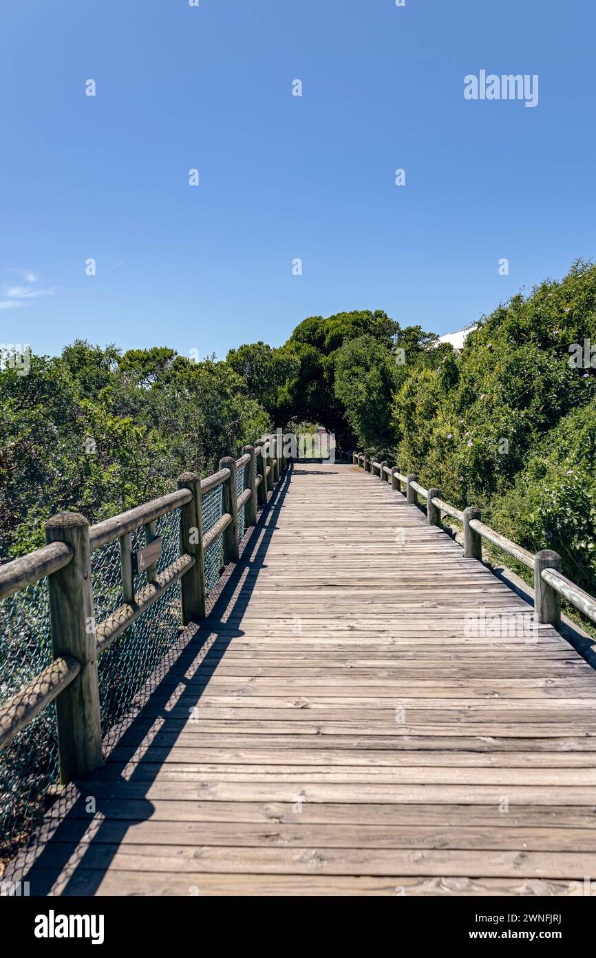 pont piétonnier en bois avec garde-corps, chemin entouré de feuillage vert d'arbres et de buissons. Passerelle vers l'océan, Afrique du Sud. Jour d'été, ciel bleu Banque D'Images