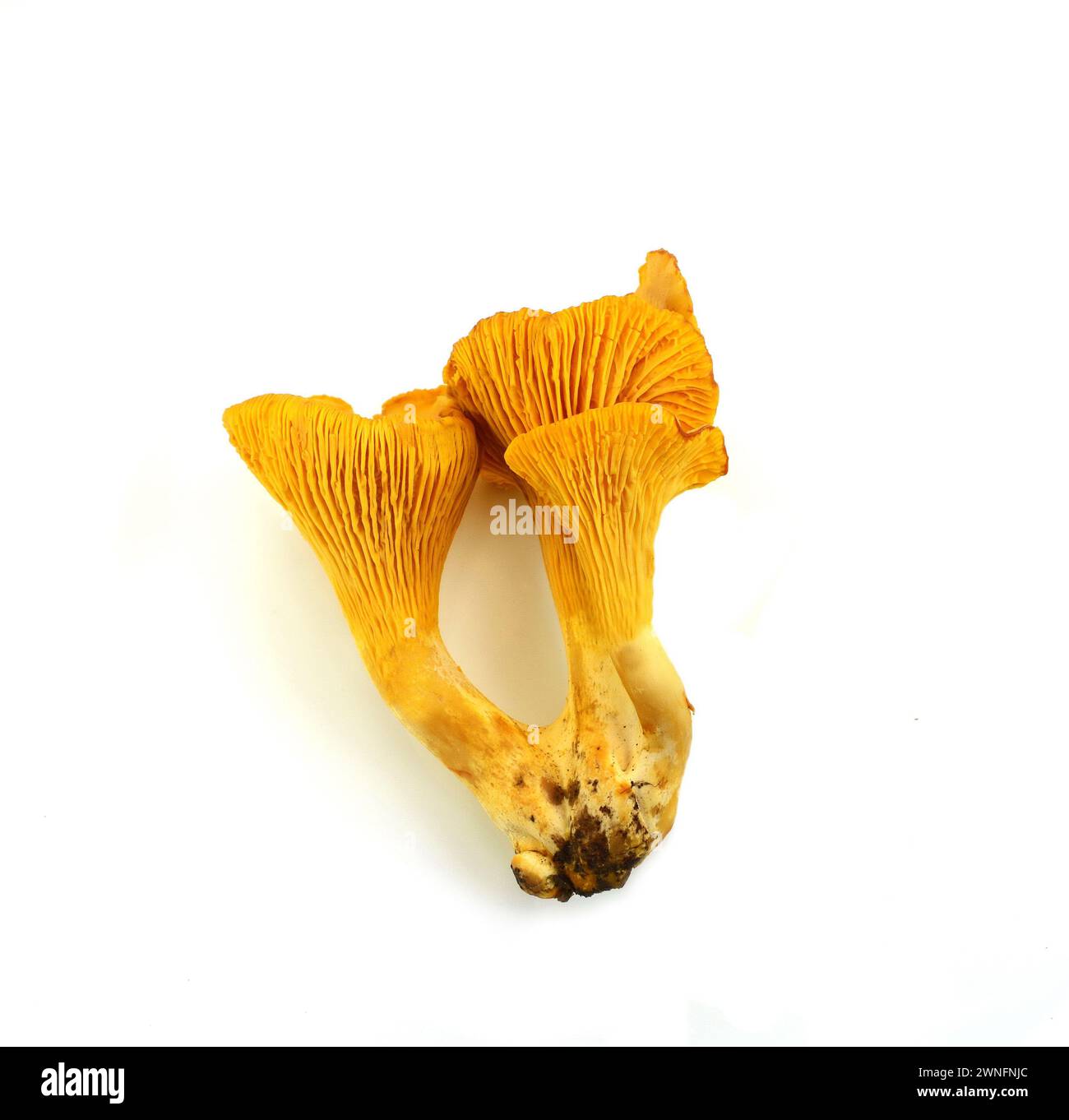 Chanterelle jaune isolée sur fond blanc. Chanterelles ou girolles (Cantharellus cibarius) Banque D'Images