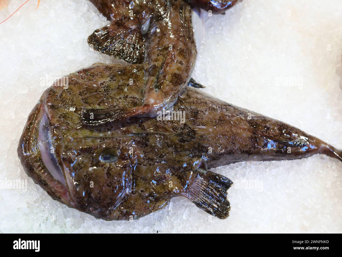 Poisson Monkfish avec museau large et bouche ouverte sur la glace du comptoir à vendre dans le magasin de poisson au marché aux poissons Banque D'Images