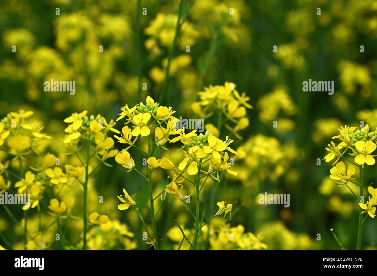 Le beau paysage de jardin de culture de fleur de moutarde dans le village isolé de l'Inde. Banque D'Images