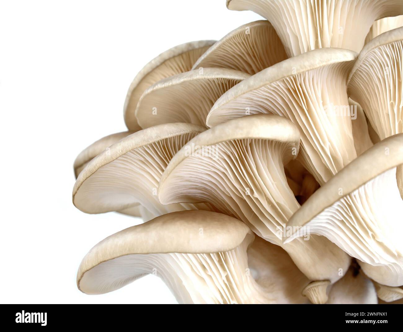 Champignons à huîtres isolés sur un fond blanc. Masque complet. Un beau bouquet de champignons. Banque D'Images