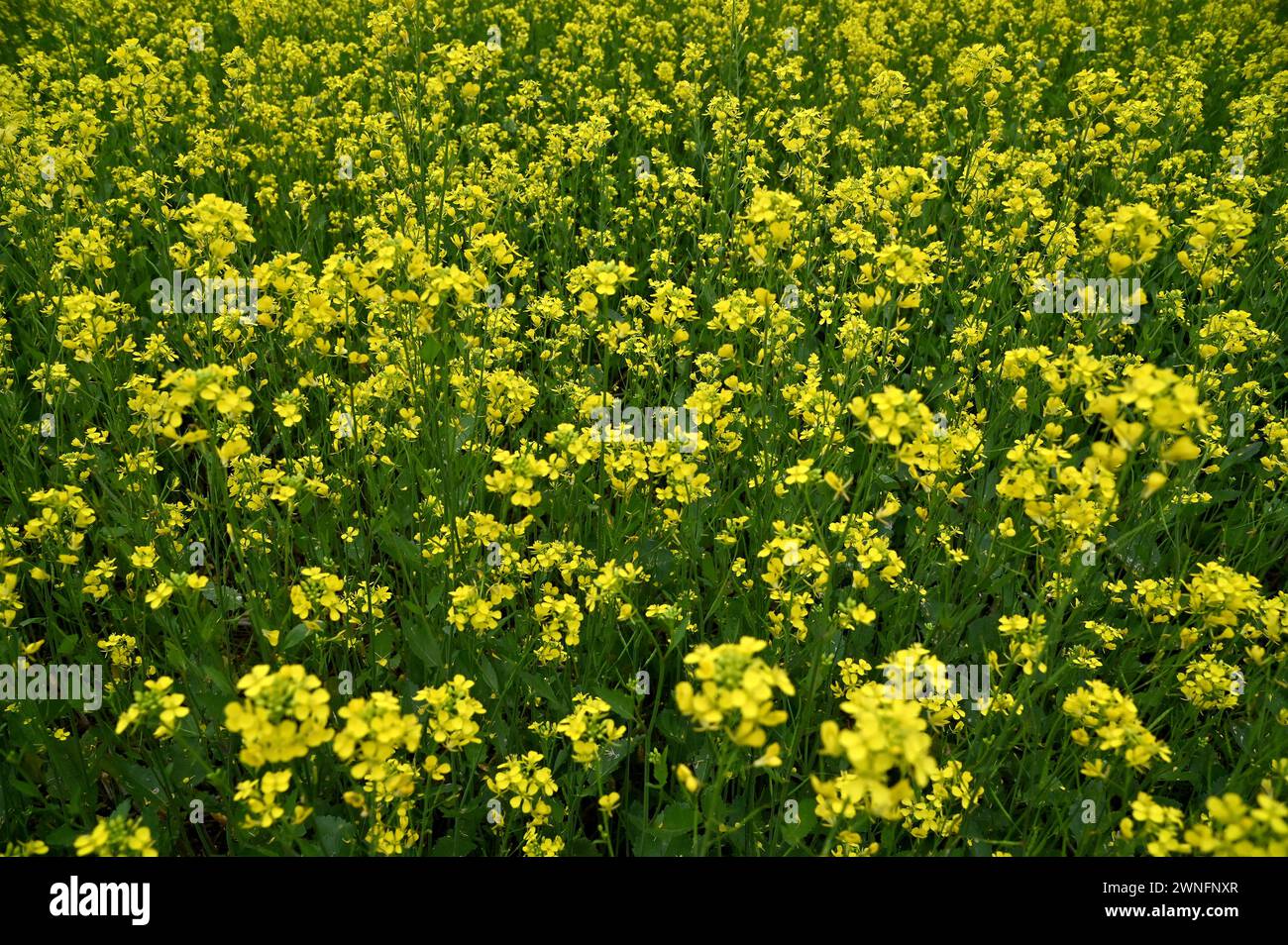 Le beau paysage de jardin de culture de fleur de moutarde dans le village isolé de l'Inde. Banque D'Images