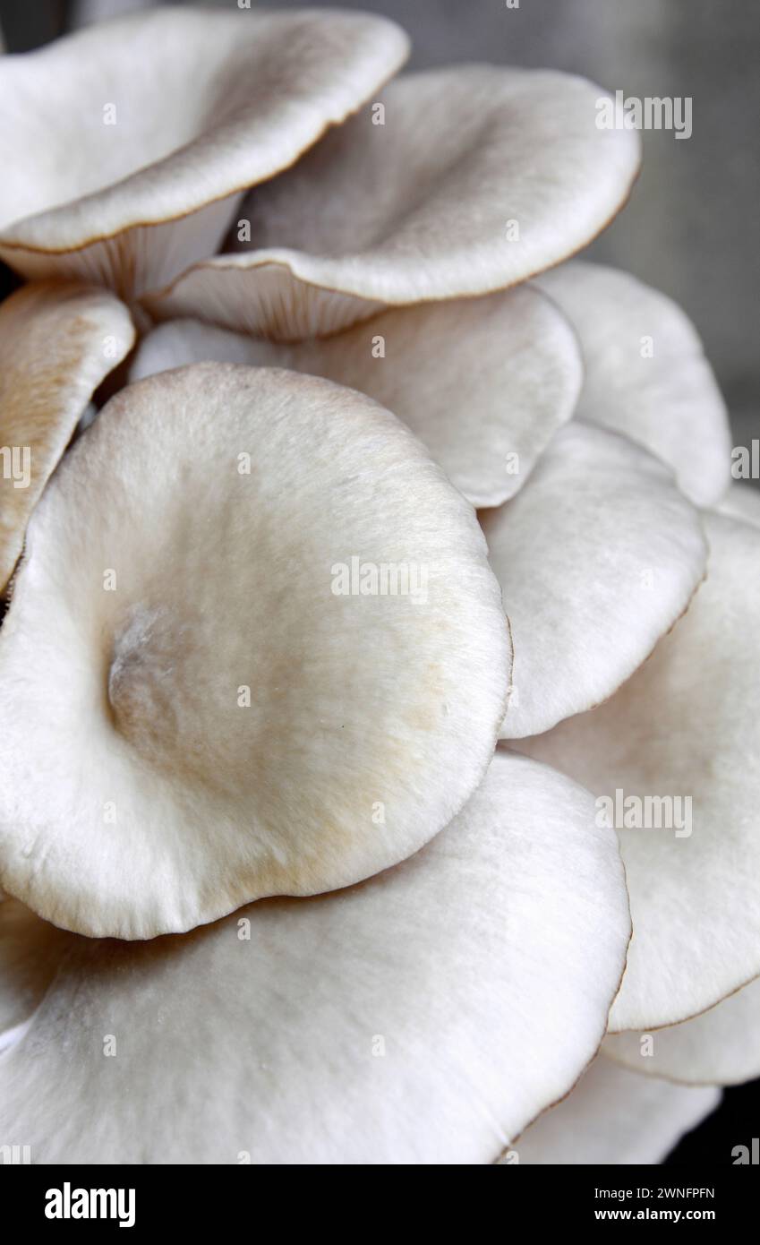 Champignons à huîtres isolés sur un fond noir. Masque complet. Un beau bouquet de champignons. Banque D'Images