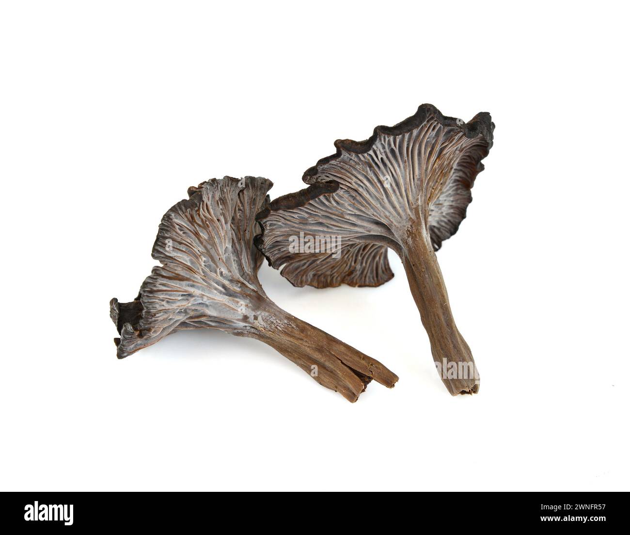 Cantharellus cinereus, la chanterelle cendrée isolée sur blanc. Banque D'Images