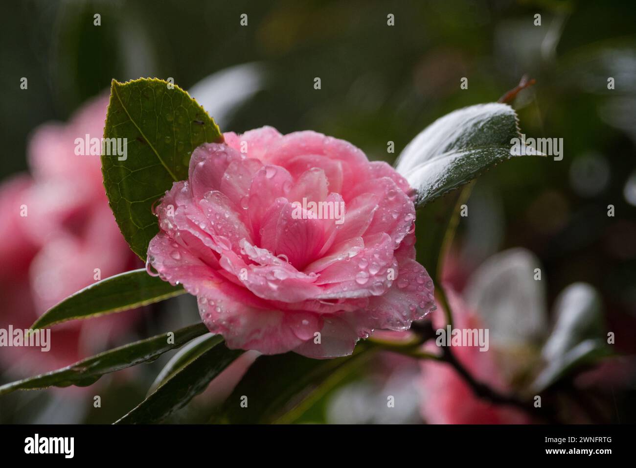 Fiore di camelia japonica rosa simbolo di desiderio Banque D'Images