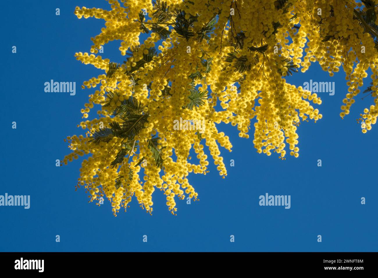 Fiori di mimosa gialla simbolo della Festa della donna Banque D'Images