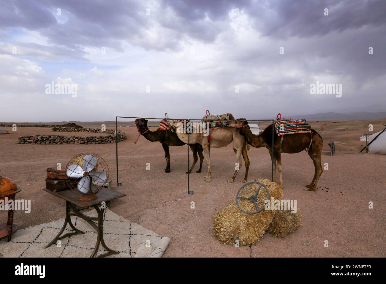 Les chameaux reposent dans le camp du désert d'Agafay au Maroc Banque D'Images