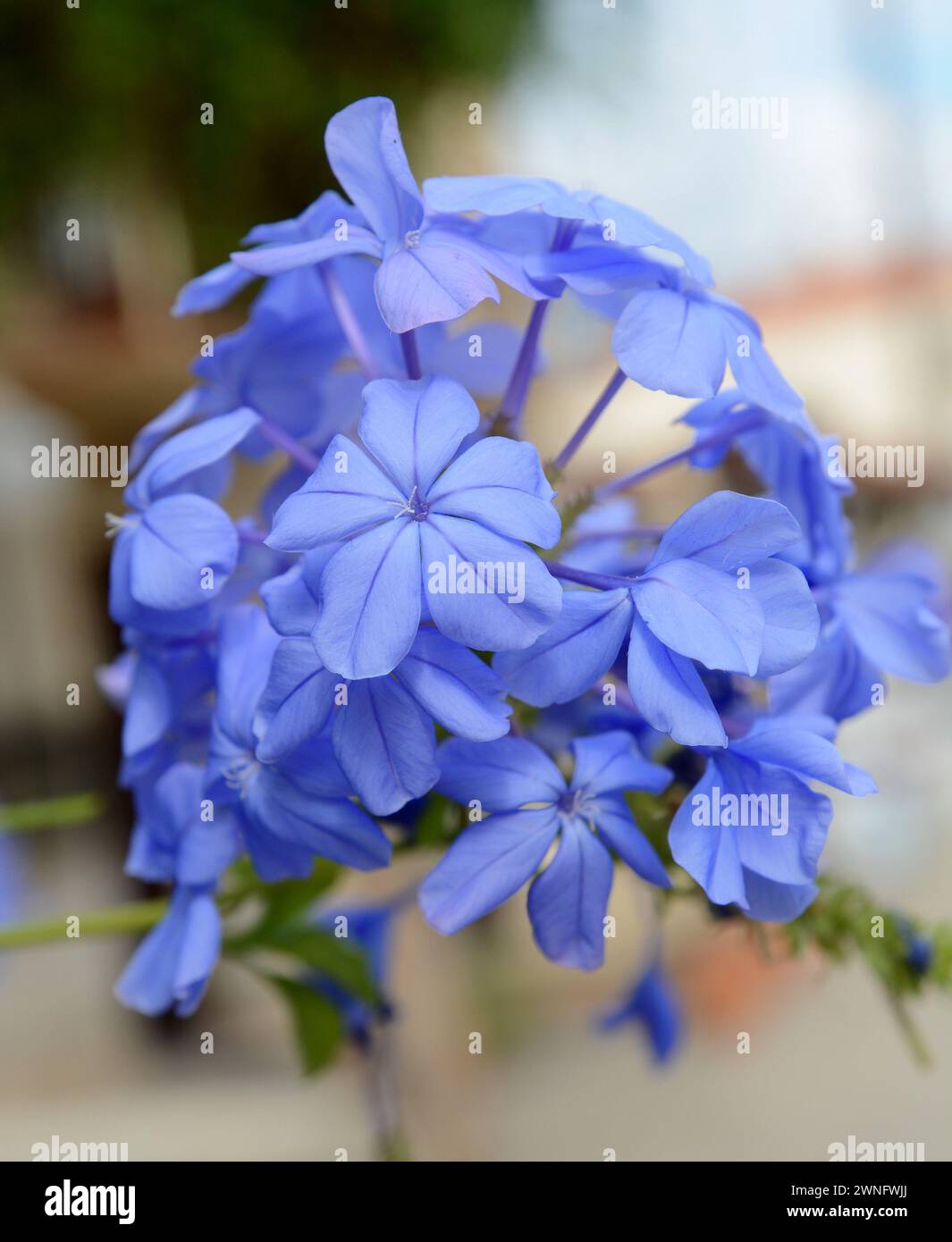 Phlox divaricata, arbuste décoratif aux fleurs bleues. Aussi connu comme le phlox bleu sauvage, phlox boisé, ou aussi sauvage doux william. Banque D'Images