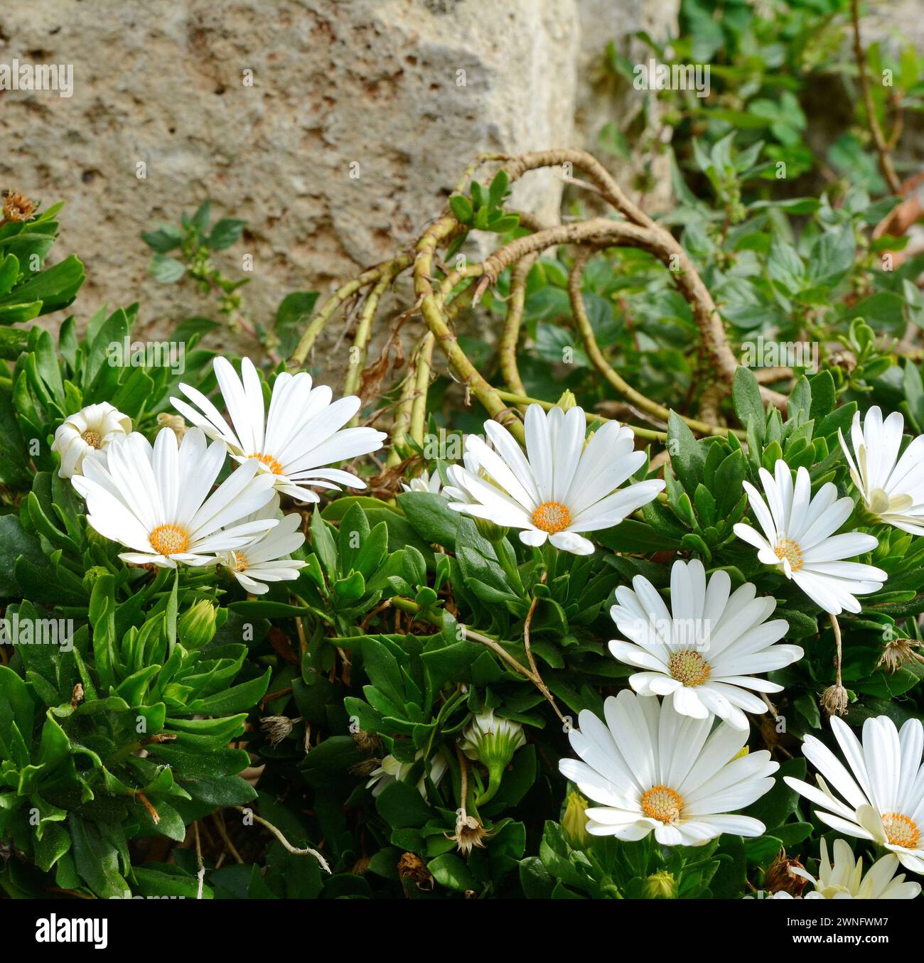 Belle plante de pétunia bouton de fleur multicolore fleuri sur un fond de pelouse naturelle de prairie photo espace copie de jardin, saison d'heure d'été. Banque D'Images