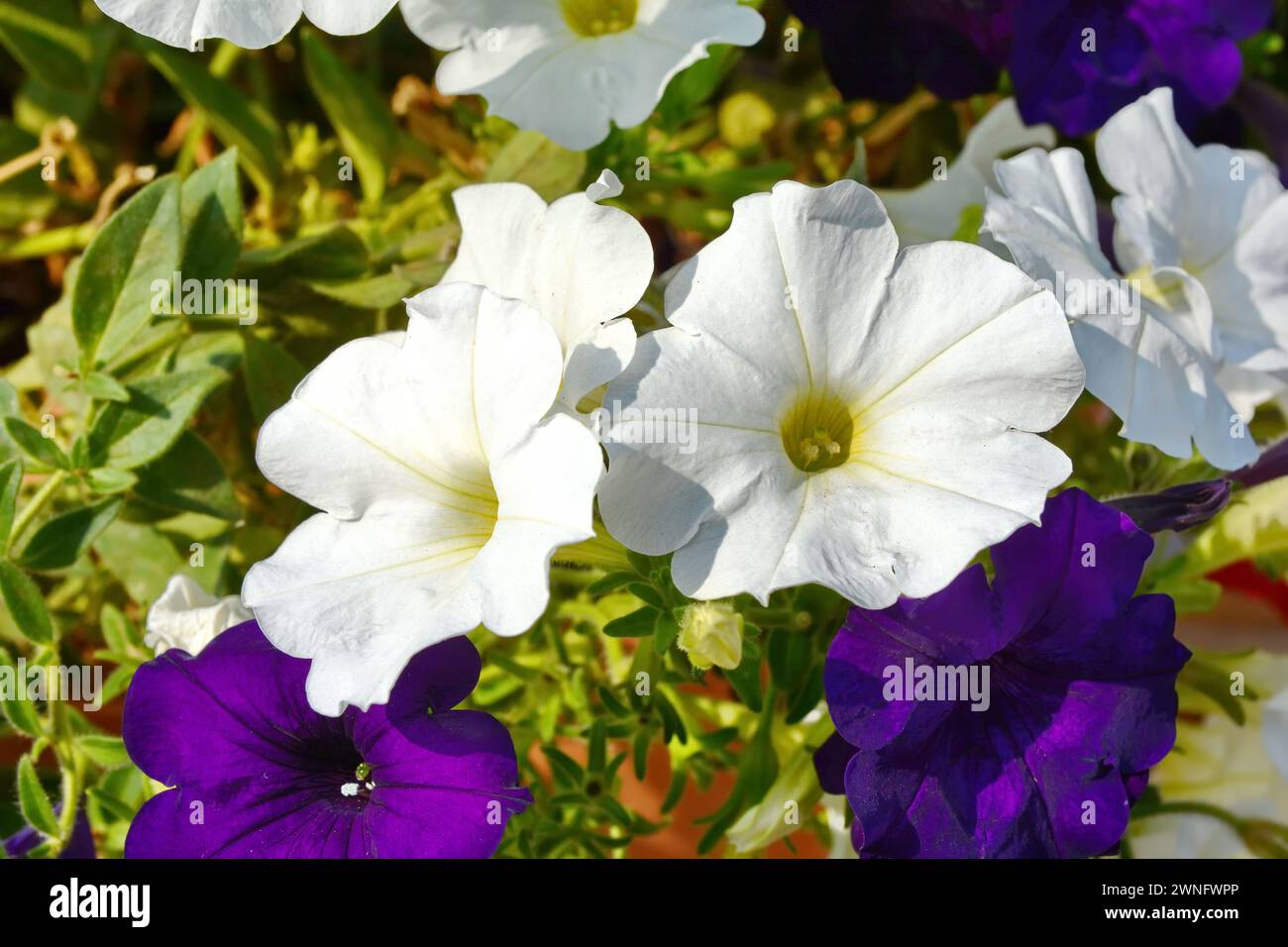 Une plante de pétunia avec des fleurs. Pétunia, pétunias dans le plateau, pétunia dans le pot, pétunia multicolore Banque D'Images