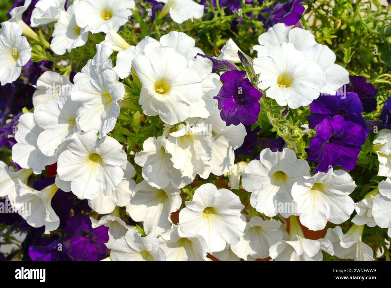 Une plante de pétunia avec des fleurs. Pétunia, pétunias dans le plateau, pétunia dans le pot, pétunia multicolore Banque D'Images