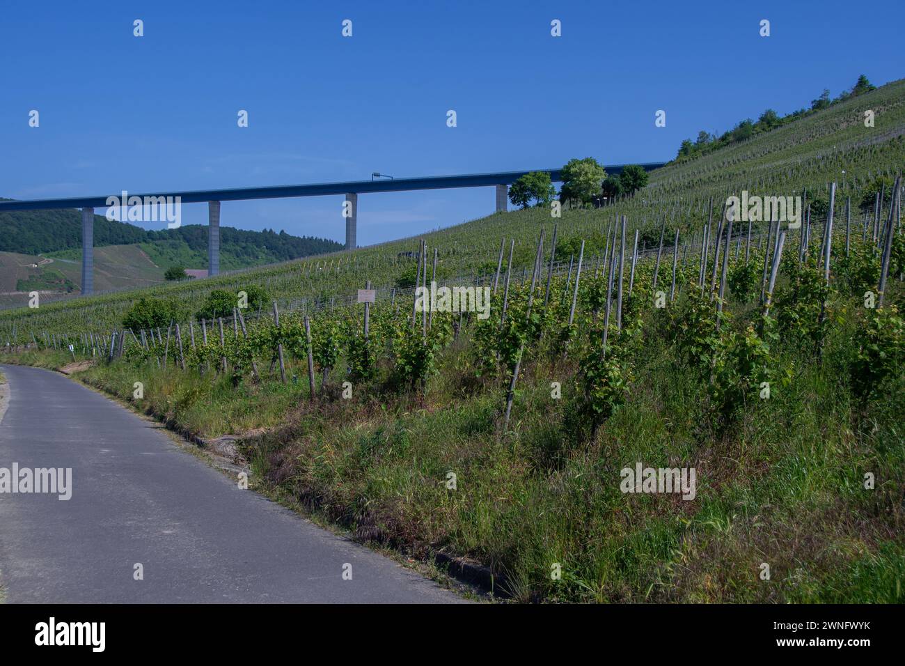 Sentier devant les vignobles avec vue sur le pont Hochmosel Banque D'Images