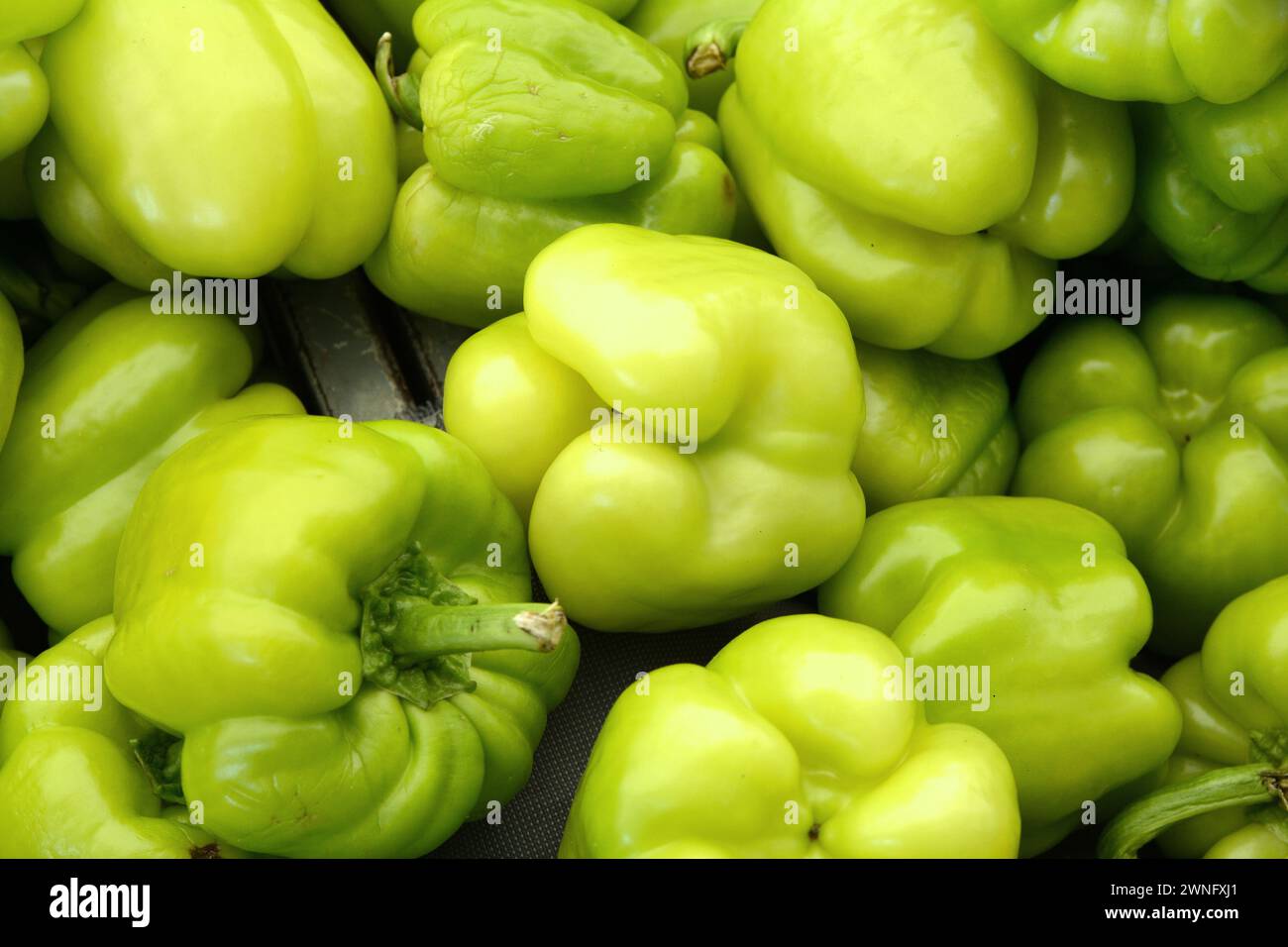 pile de poivrons verts frais entiers au marché aux légumes. Vue plein écran de poivrons de cloche biologiques exposés sur un stand de marché Banque D'Images