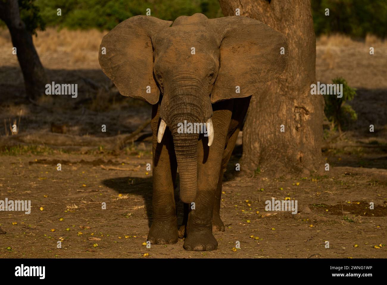 Éléphant d'Afrique mâle (Loxodonta africana) se nourrissant sous un manguier dans le parc national de South Luangwa, Zambie Banque D'Images