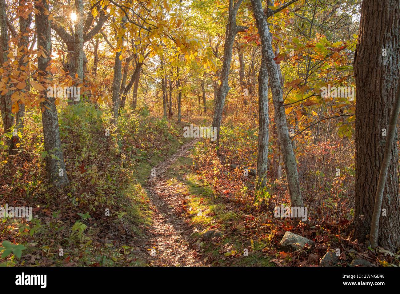 Sentier Forrest en couleur automne Banque D'Images