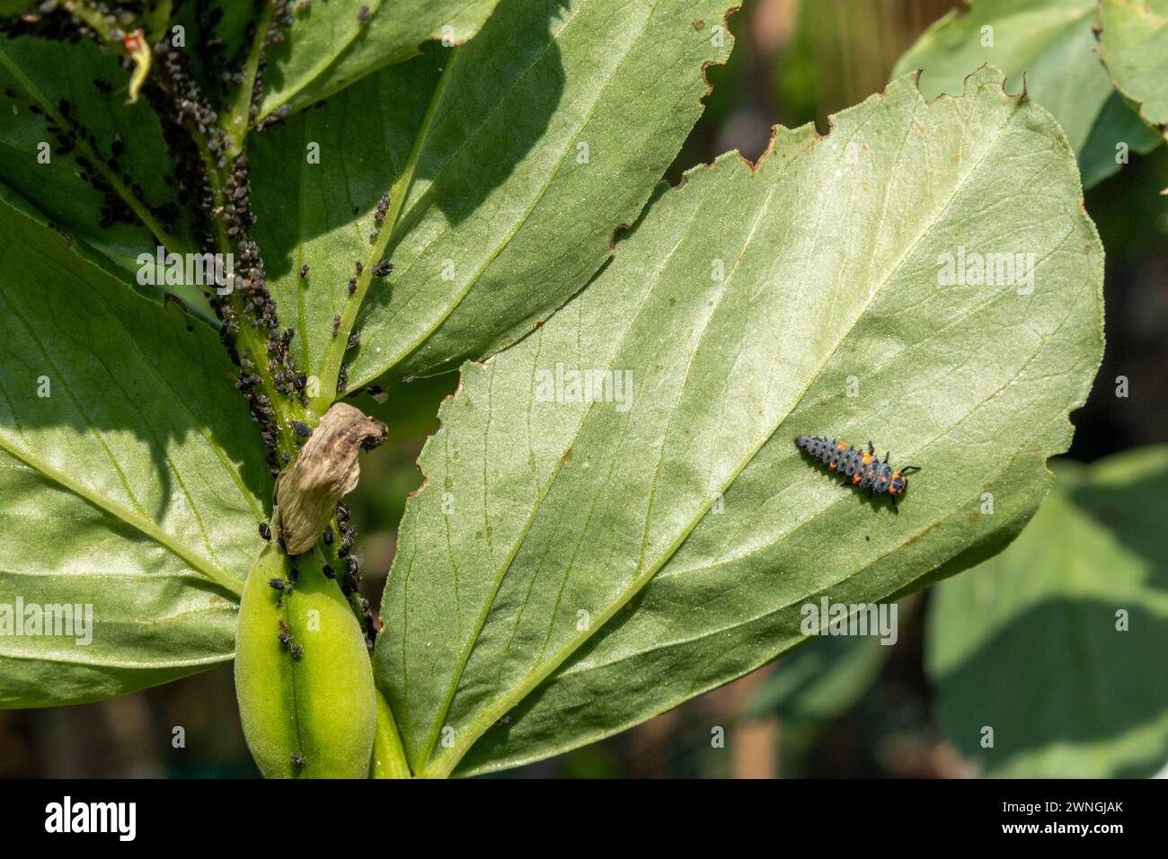Pucerons noirs et larve de coccinelle sur une plante de fève Aquadulce en été. Angleterre, Royaume-Uni Banque D'Images
