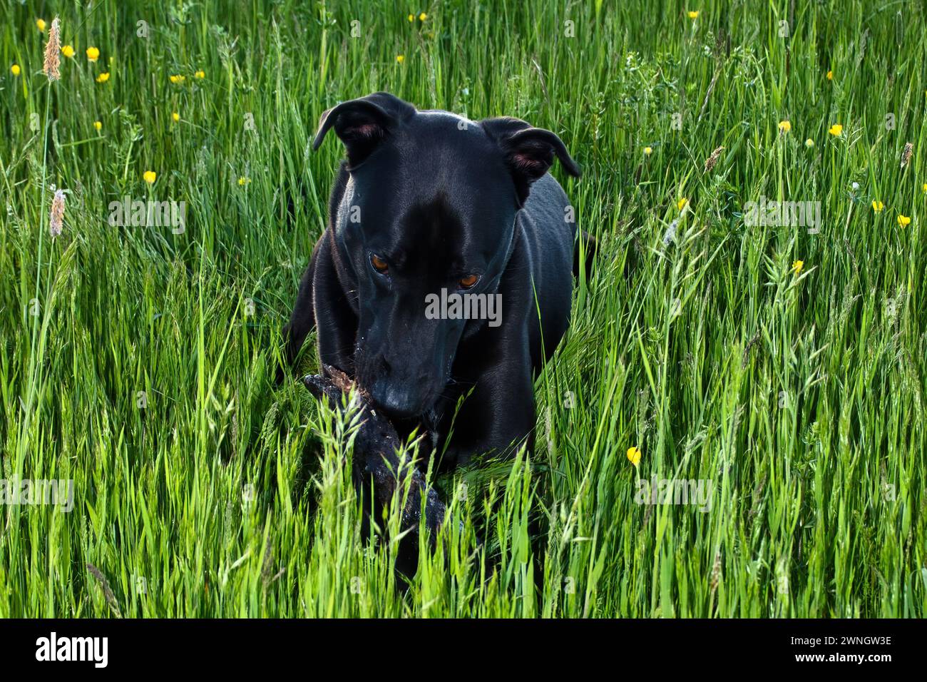 Black labrador retriever mâchant un bâton tout en étant allongé dans un champ d'herbe verte un soir de printemps près de Potzbach, en Allemagne. Banque D'Images