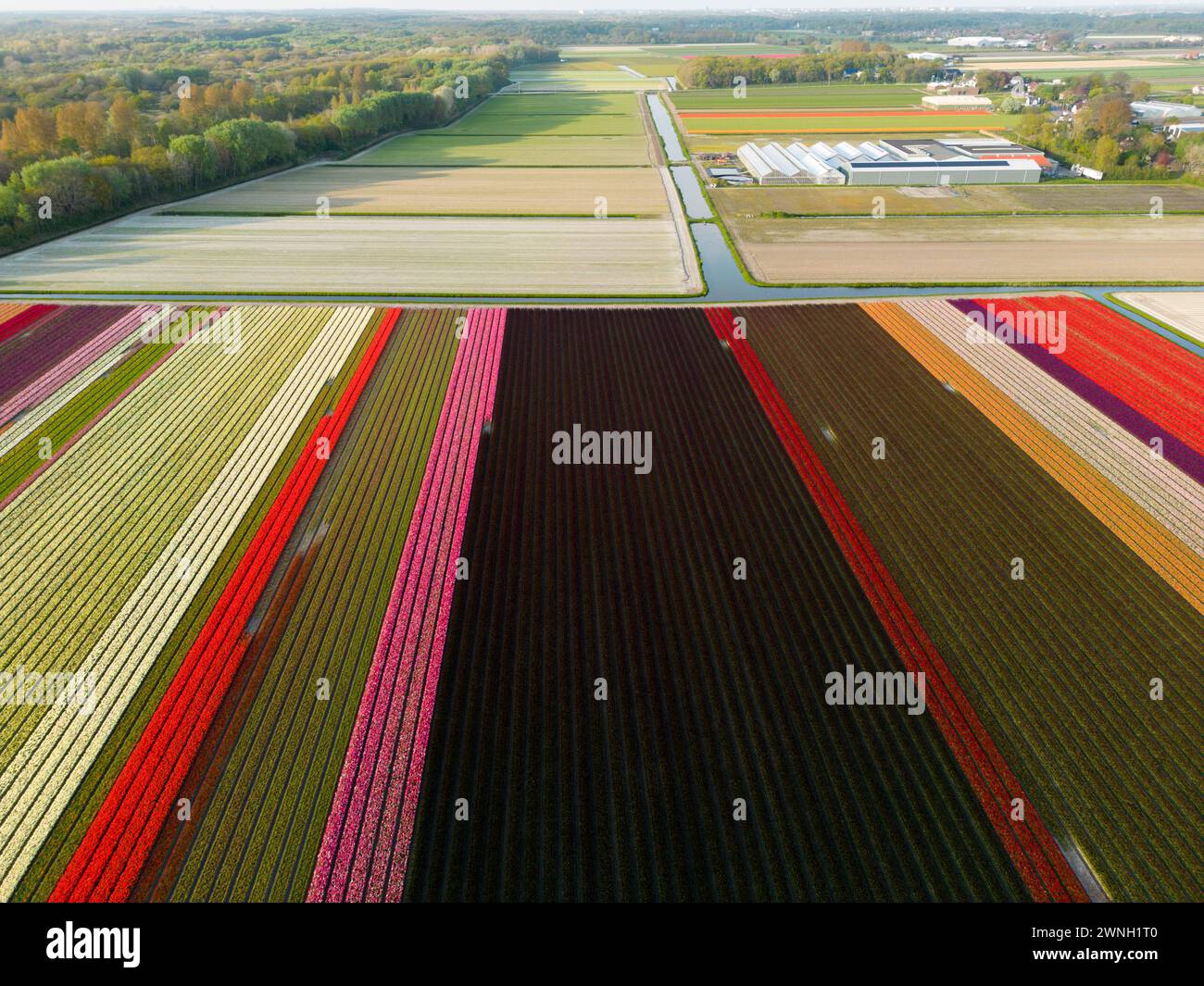 Vue aérienne d'un champ de tulipes près de Vogelenzang, pays-Bas Banque D'Images