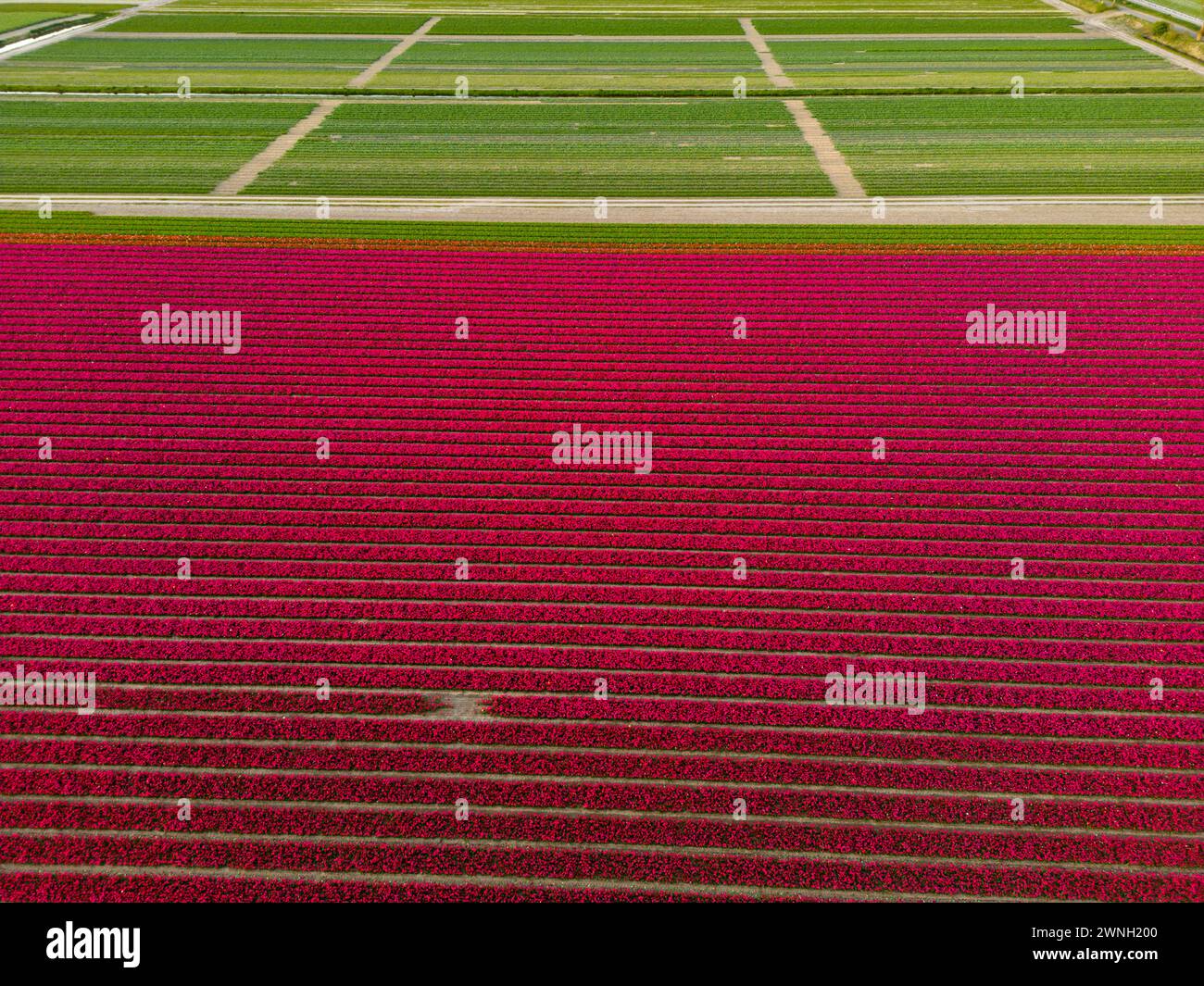 Vue aérienne d'un champ de tulipes près de Vogelenzang, pays-Bas Banque D'Images