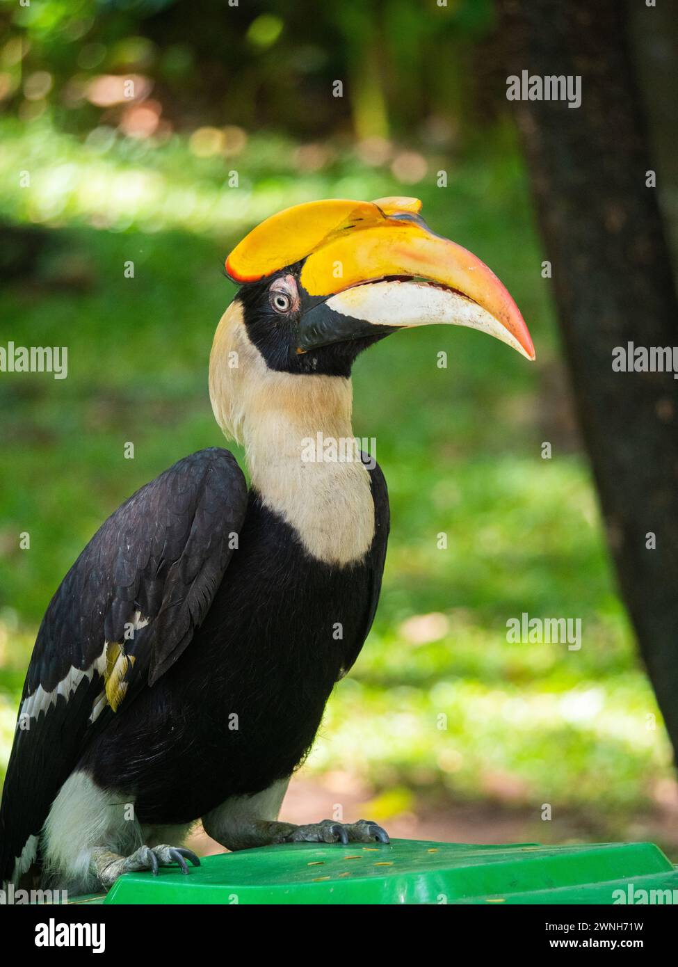 Un oiseau de grand bec de corne au repos à la base d'un temple bouddhiste au Cambodge Banque D'Images