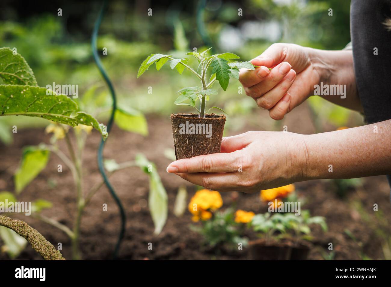 Femme tenant le semis de plante de tomate dans un pot de tourbe biodégradable. Plantation dans le potager au printemps Banque D'Images