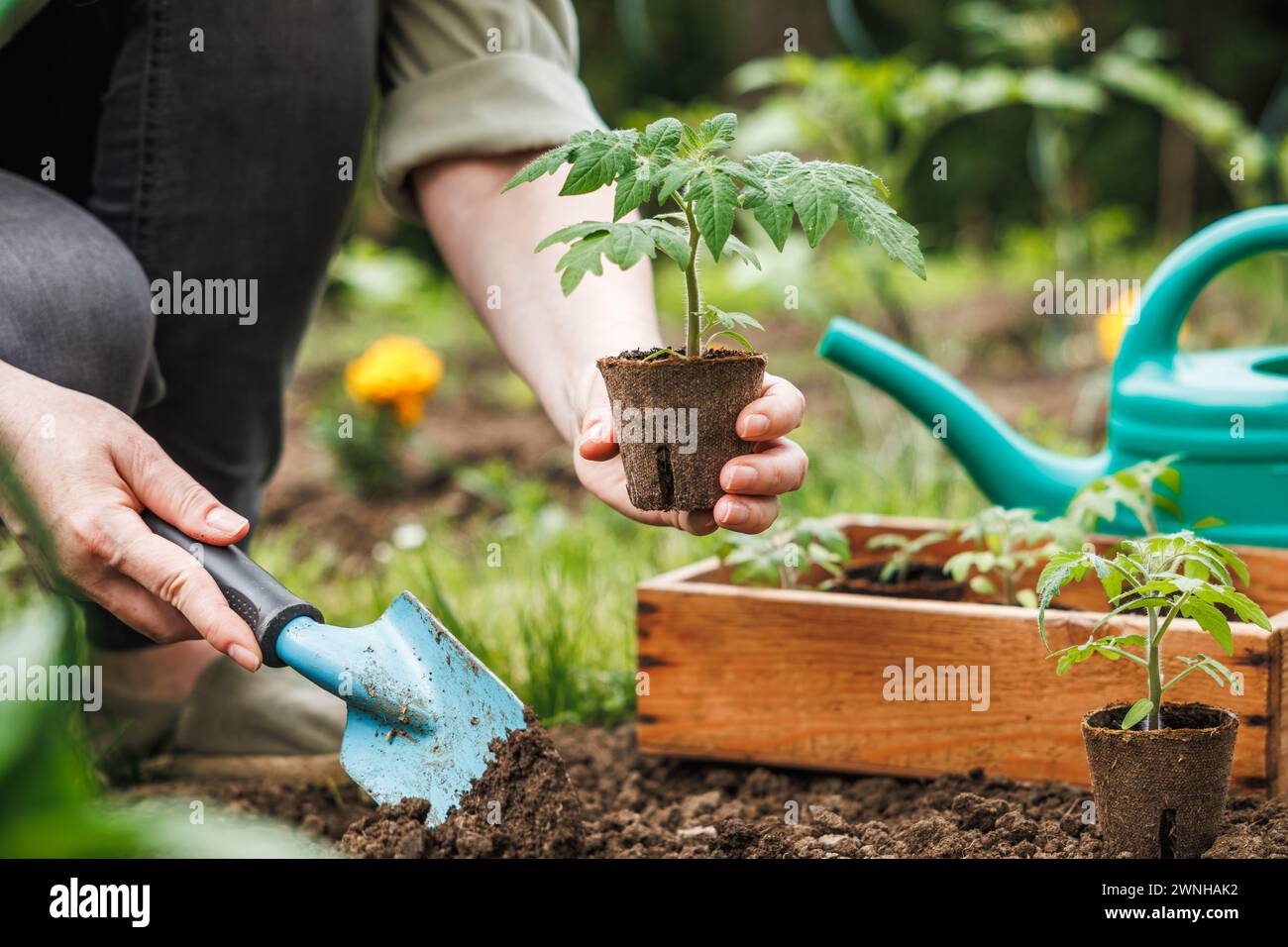 La femme plante des plants de tomate avec un pot de tourbe biodégradable dans le sol au potager. Jardinage biologique printanier Banque D'Images