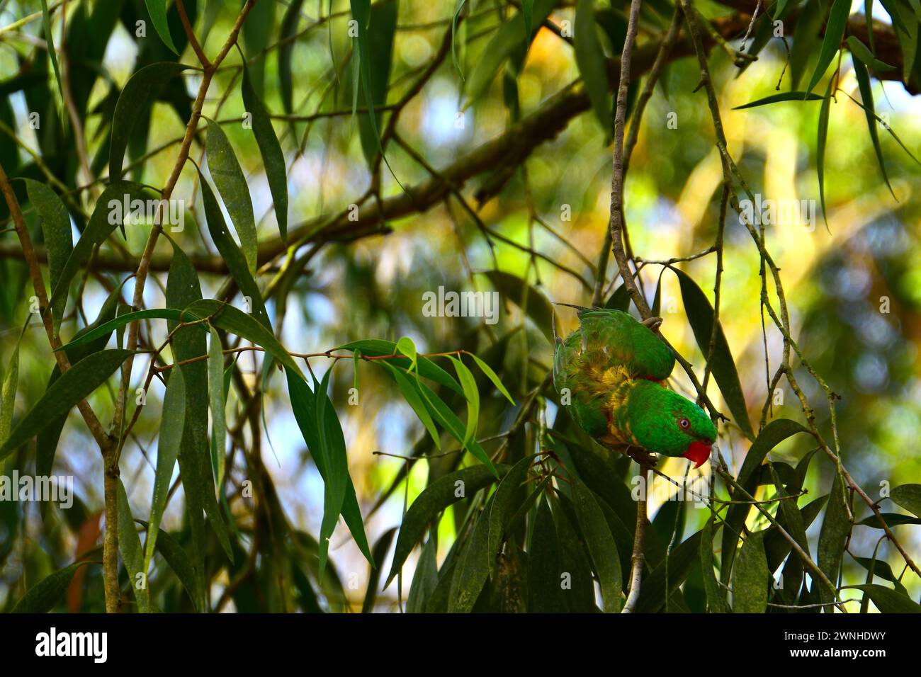 Portrait d'un perroquet mâle Eclectus, perroquet originaire d'Australie. Banque D'Images